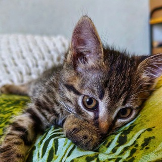 Дай Пять 🐾🐾🐾🐾🐾