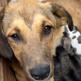 Возьми собаку из приюта. «Дай шанс»🐶