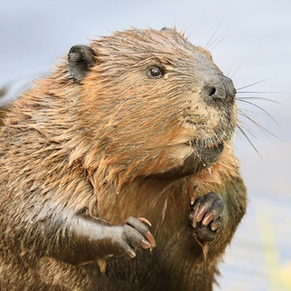 DB developers channel