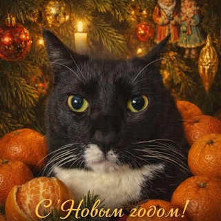 Ржаки и каты