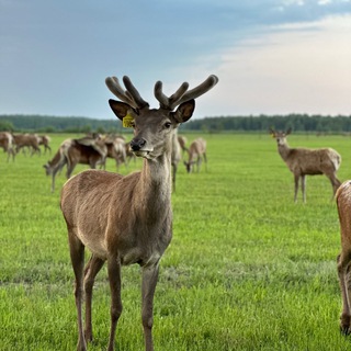 Эко-Ферма Ивановское