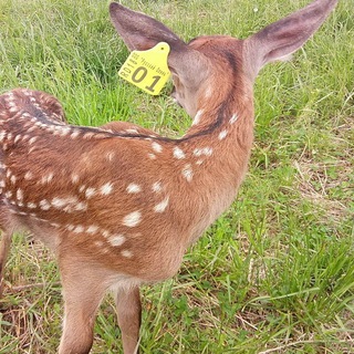 Deerfarming / Оленеводство