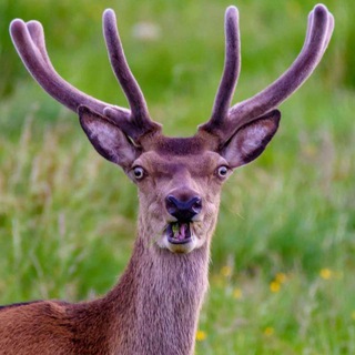 Орущий олень