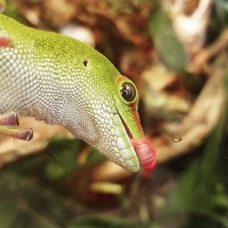 День герпетолога