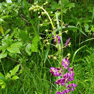 Дендрарий инфо