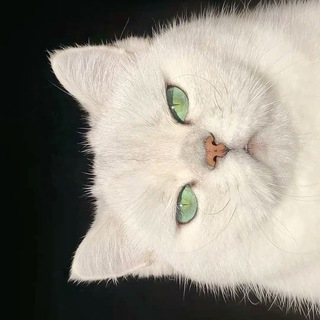 Atum | Оформление Инстаграм, ВК, Телеграм, Пинтерест