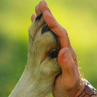 Приют для животных Джим Чусовой