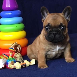 Французский бульдог