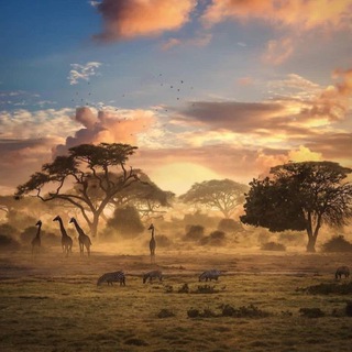 Дикая природа как на ладони