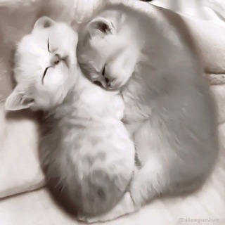 коробочка дипси