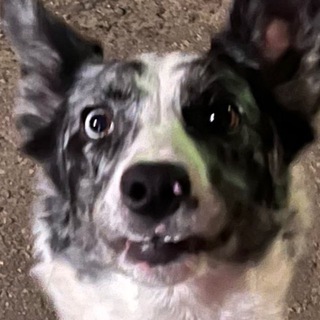 Пёс Мистера Дитковича