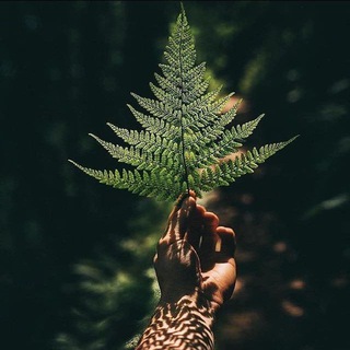 🌲ЛЕС ДУШИ🌙 ДИВА РА🌙