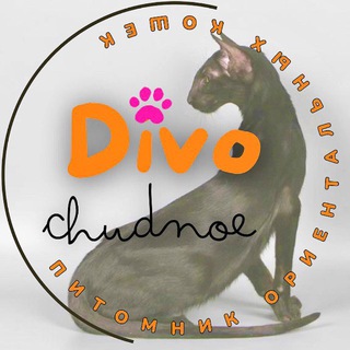 DiVO CHUDNOE питомник | КОТЯТА ОРИЕНТАЛЫ