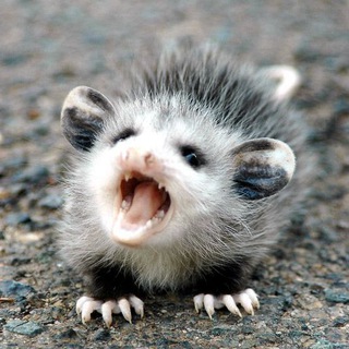 Дивотное Жня