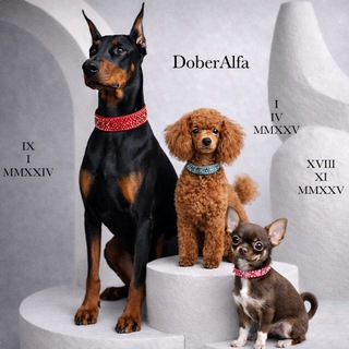 Доберман Альфа 🐾