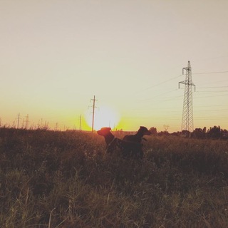 Доберманы🐕