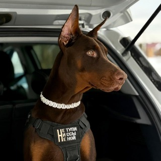 Доберман Айгор