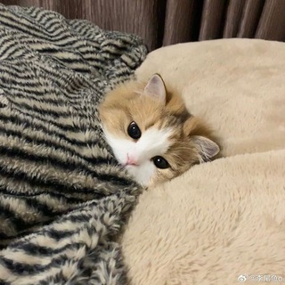 Добро и позитив 🐾☘️