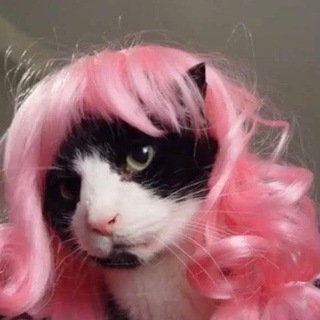 добрые мемы с котятами 🐯