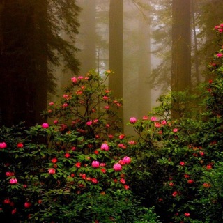 🌷🌿Уᴦᴏᴧᴏᴋ ᴛʙᴏᴩцᴀ🍀🌼