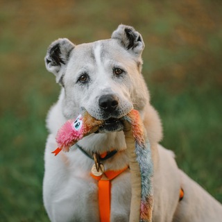 Коррекция Поведения Собак| КПС с Юлей Исламовой 🐕