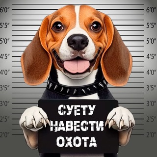 Дело бигля Ская 🐾