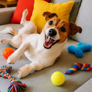 Развивающие игры для собак🧩🏐🪆