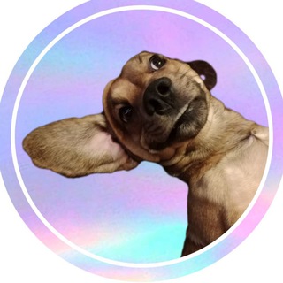 ДОМАШНИЕ ЖИВОТНЫЕ | ПИТОМЦЫ🐾