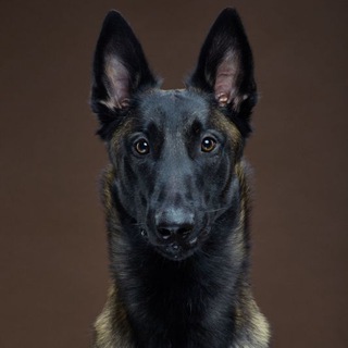 DOGCiTY дрессировка собак