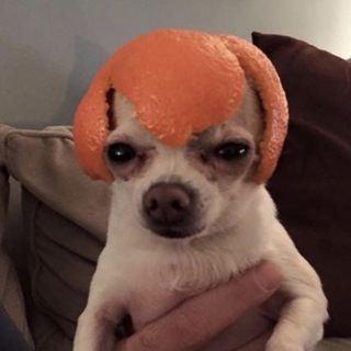 Dogga aka Песьи мысли