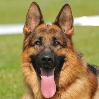 Немецкая Овчарка