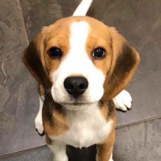 Отдаем собак