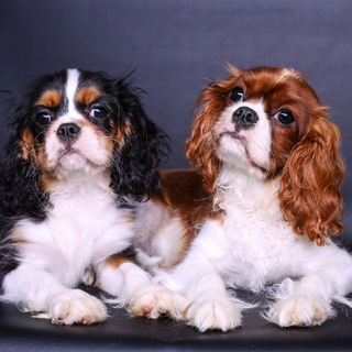 Магазин собак | Щенки России