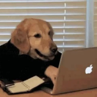 собаки батрачат на удаленке