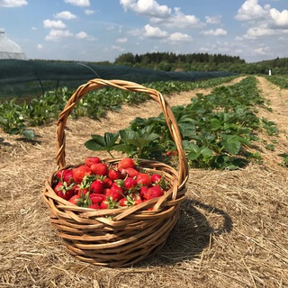 Долгиниха.рф ягодные просторы