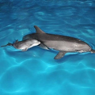 Дельфинарий в Кирилловке
