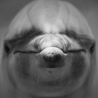 Дельфины - люди моря