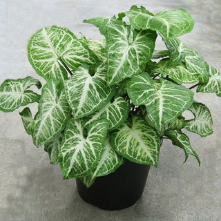 Домашние цветы