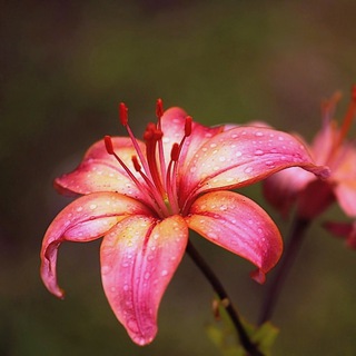 Домашние цветы | растения