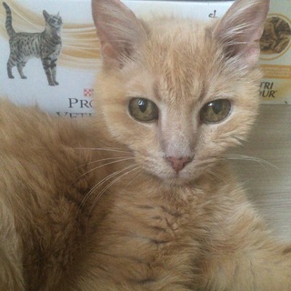 Домашний приют Казань