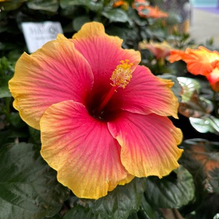 Domenika_flowers_komnatka