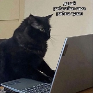 Котики, пёсики и мемы про работу