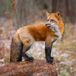 Дом Пушистых