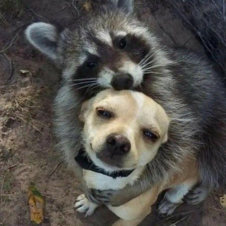 Магазинчик у Енота