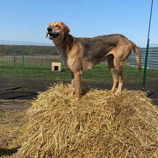 Приют Эвакуированных Лап