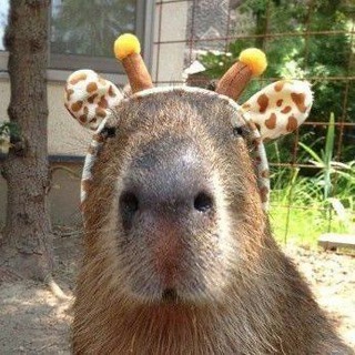 Дорамли | Капибары о дорамах