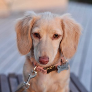 Такса редкого окраса | Ханна