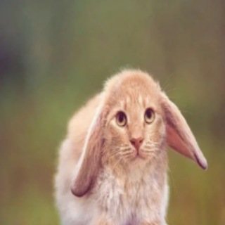 драгонманов