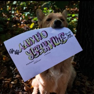 🐾Лакино убежище