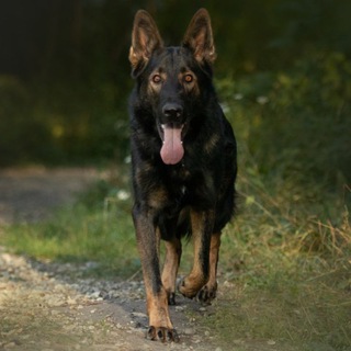 Дневник дрессировщика